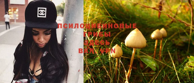 где продают наркотики  Надым  Галлюциногенные грибы Psilocybe 